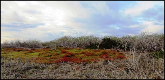 seymour vegetation galapagos